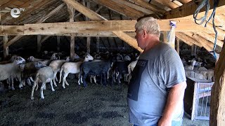 БАБХ предприема мерки заради чума по дребните преживни животни в Румъния и Гърция