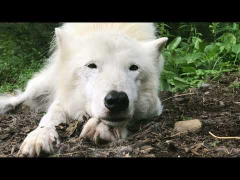 Remembering Arctic Gray Wolf Atka