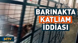 Barınakta Hayvan Katliamı İddiası Üzerine Hayvanseverler Toplandı | NT