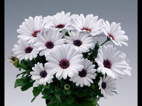 Советские песни часть 3 Хиты 1971 1973 Песни СССР