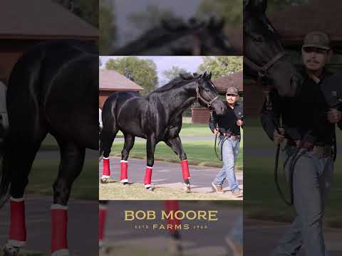 Curls Magic Wagon Arrives at Bob Moore Farms, Enrolled in Fuego Stallion Incentive Program Azul Flight