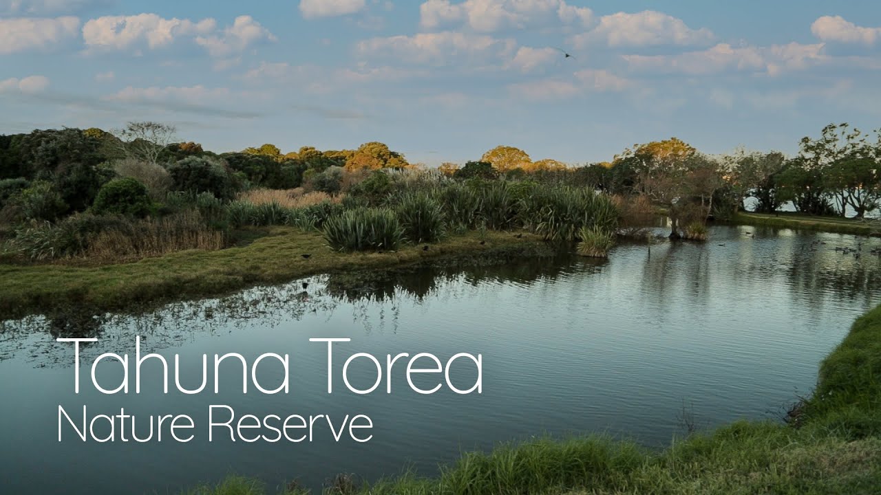 Discover the captivating highlights of Tahuna Torea Nature Reserve.