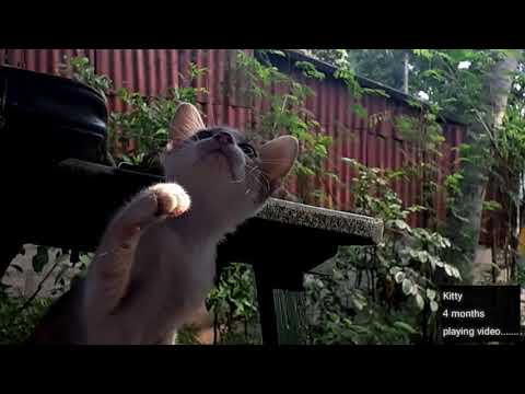 Kitten Playing Video | Pet ❤ | Kitty Cat | Beautiful Moments