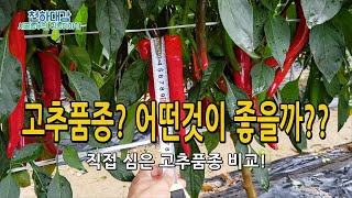 고추품종 비교 추천! 다수확 대과종 품종은 무엇?