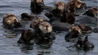 John Gorka  Zuly  slideshow Sitka Alaska