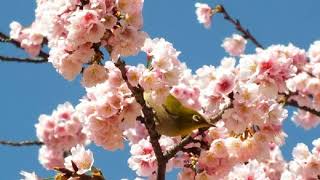 花､EKH花のスライドショー　バラ科①桜の花　20180424