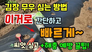 김장무우심는시기방법 이것으로 간단하고 빠르게 비닐에 구멍 만들어 무우씨 뿌려요 무우심는 간격 병해충 꿀팁