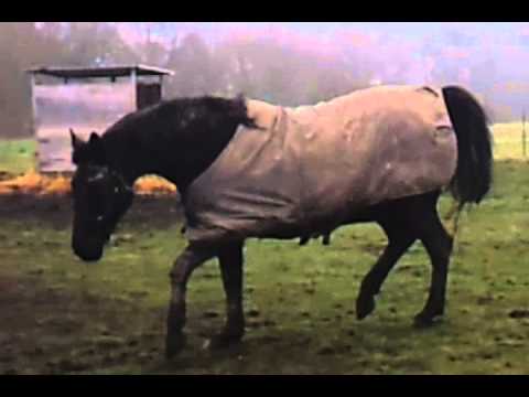 Magie d'Avril par clown du chesnay