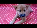 Cachorro Shiba Inu Rojo 2110 Aquanatura Barcelona