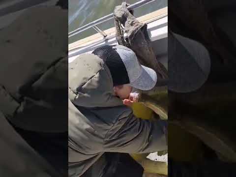 Sigue muy buena la pesca en Monte Guamini guia @juanmanuel.bermejo tel +54 9 2923 57-1118.