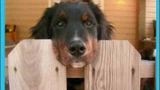 SEE ME NOW - Tommy Shaw