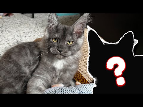 New Cat, Who Dis? | Meet Maine Coon Kitten Dante's New Friend!