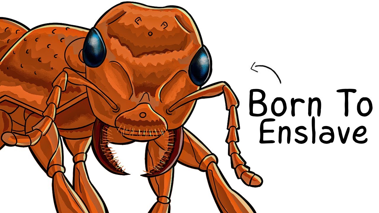 Why it Sucks To Be Born As a Slaver Ant