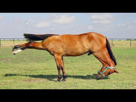 Horse Is a Born Entertainer 😂 Funny Horse Moments 2025