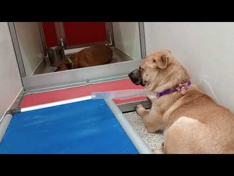 Bruno in front broken cone 3y A869015 Tennessee back 1y A872701 kennel 150 PACC shelter 20250813 183