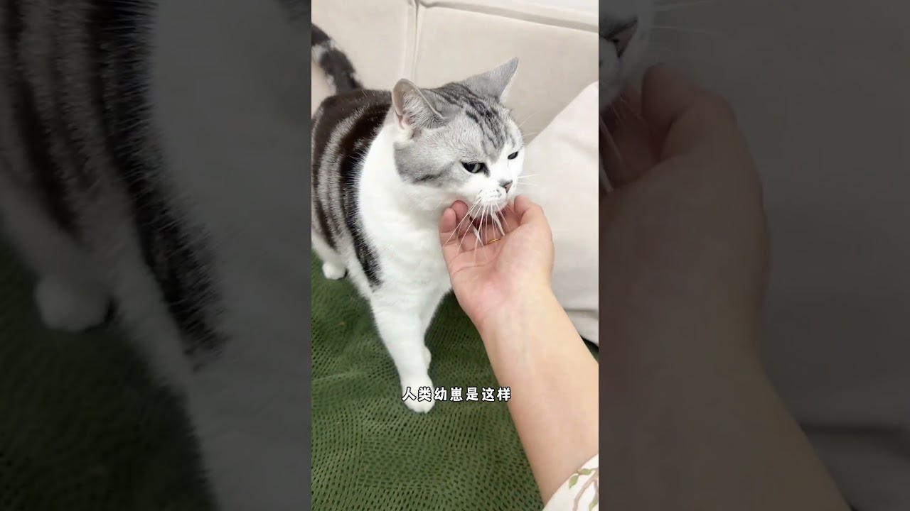 世界不能没有小猫! #萌宠#猫#营养森林 #营养森林芝士猫粮