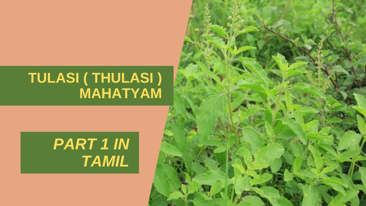 Tulasi ( Thulasi ) Mahatyam Part 1 in Tamil