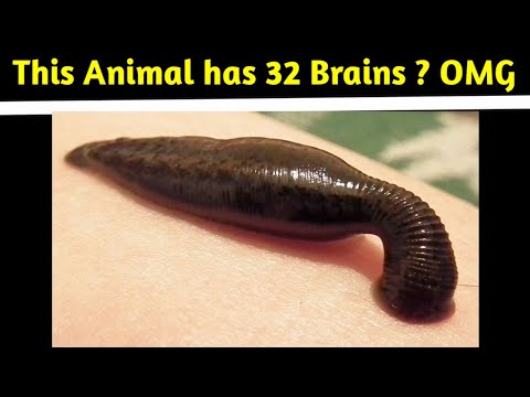 This cat is mayor for talkeetna ? OMG II 10 telugu facts II TAF Episode 15 II most amazing top 10