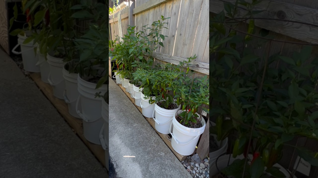 Growing in Small Spaces, pt. 5 - Bucket O' Peppers