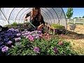 Planting Annuals: Kitchen Flower Bed & Portico! 🌸🌿🥰 // Garden Answer