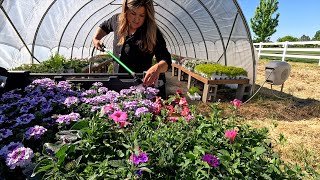 Planting Annuals: Kitchen Flower Bed & Portico! 🌸🌿🥰 // Garden Answer
