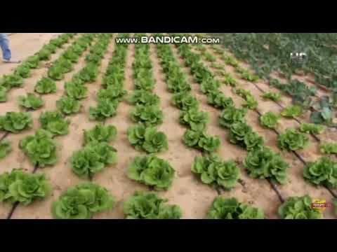 কুয়েতের মরু অঞ্চলে লাল-সবুজের একটুরো বাংলাদেশ