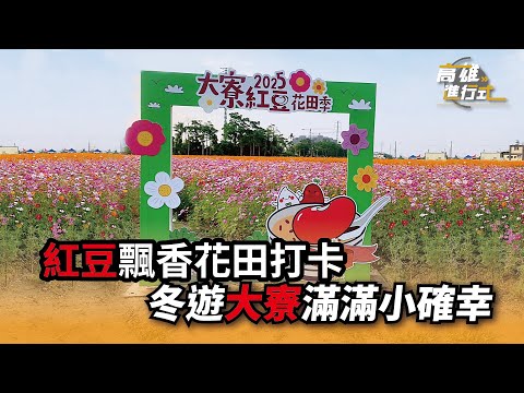 紅豆飄香花田打卡 冬遊大寮滿滿小確幸 ◆高雄進行式