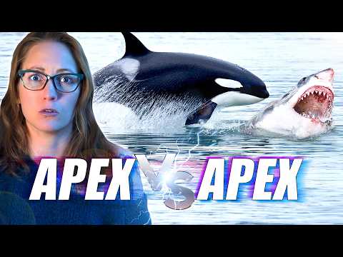 Orcas VS Great White Sharks: What Happens When Predators Become the Prey?