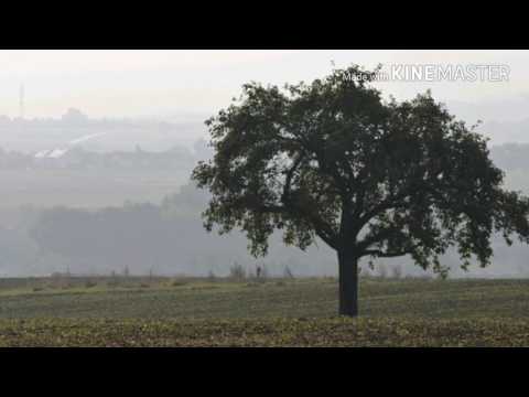 Înger alb - Zidește în mine o inimă curată, Dumnezeule