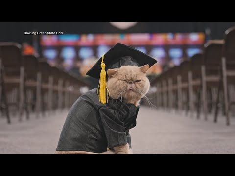 Viral social media star 'Pudge the Cat' graduates from Bowling Green State University