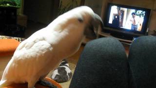 Cockatoo Richie thinks he is a woodpecker