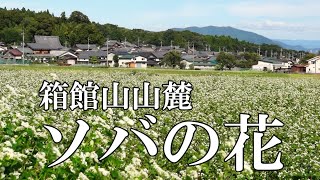 箱館山山麓のソバの花【びわ湖源流の郷・高島市より】