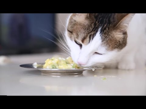 homemade cat food - egg and vegetables (Potato, carrot and zucchini)