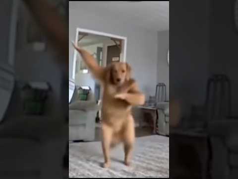 He filmed his dog while he was out and about, and this is what he found... #creepypasta #fear