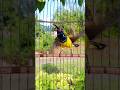 Sogok Ontong Ngleper Pancingansogokontong Suaraburung Masteransogokontong Birds