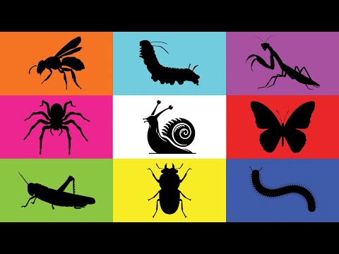 Insect: Caterpillar, Grasshopper, Snail, Butterfly, Spider, Mantis, Beetle, Paper Wasp, Milipede