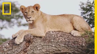 See 3 Lions Get a Brand New Home in the Wild | Short Film Showcase