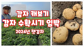 감자 수확시기 확인 두포기 캐보기 괴산감자 감물감자 수미감자 감물감자축제 [감자재배방법]
