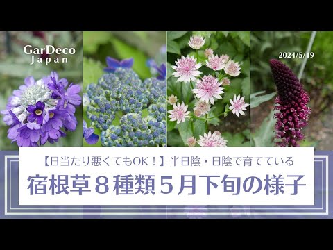 常緑の開花つる植物：一年中美しい日向でも日陰でもトップ7種のリスト  庭園