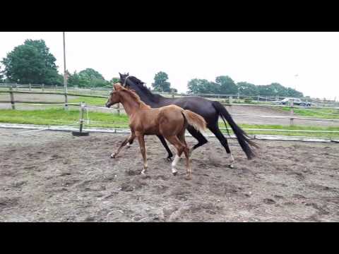 Que Sera, Stutfohlen von Quantensprung