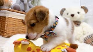 ジャックラッセルテリアの動画01