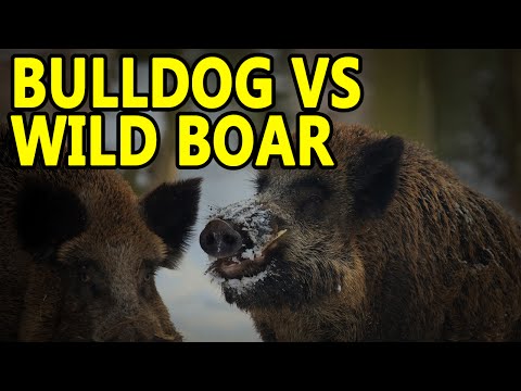 AMERICAN BULLDOG VS WILD BOAR | WORKING BULL BREEDS