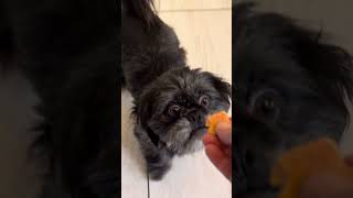Video preview image #1 Shiffon Puppy For Sale in Benton, LA, USA