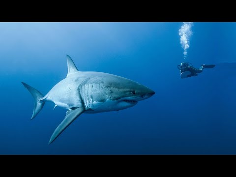 The Great White Shark of Guadalupe Island - Nat Geo Wild Documentary 2020 HD 1080p