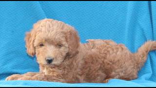 Video preview image #1 Goldendoodle (Miniature) Puppy For Sale in AIRVILLE, PA, USA