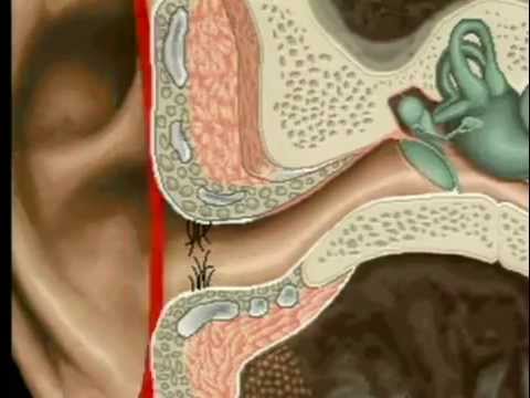 A Natureza do Som e Ouvido Humano