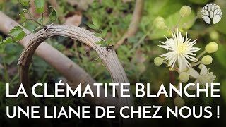 La clématite blanche : une liane de chez nous !