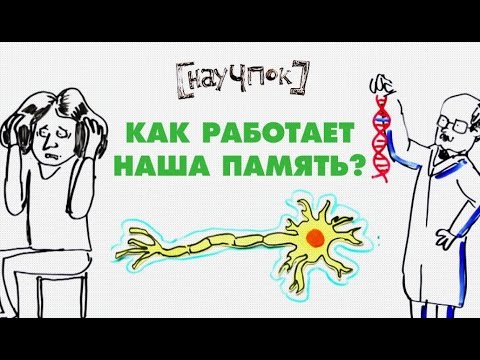 Как работает наша память? — Научпок