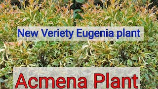 Download lagu Eugenia Plant New Veriety | Acmena Plant  mp3