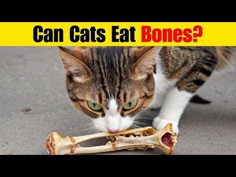 Can Cats Safely Eat Bones? Everything You Need to Know!